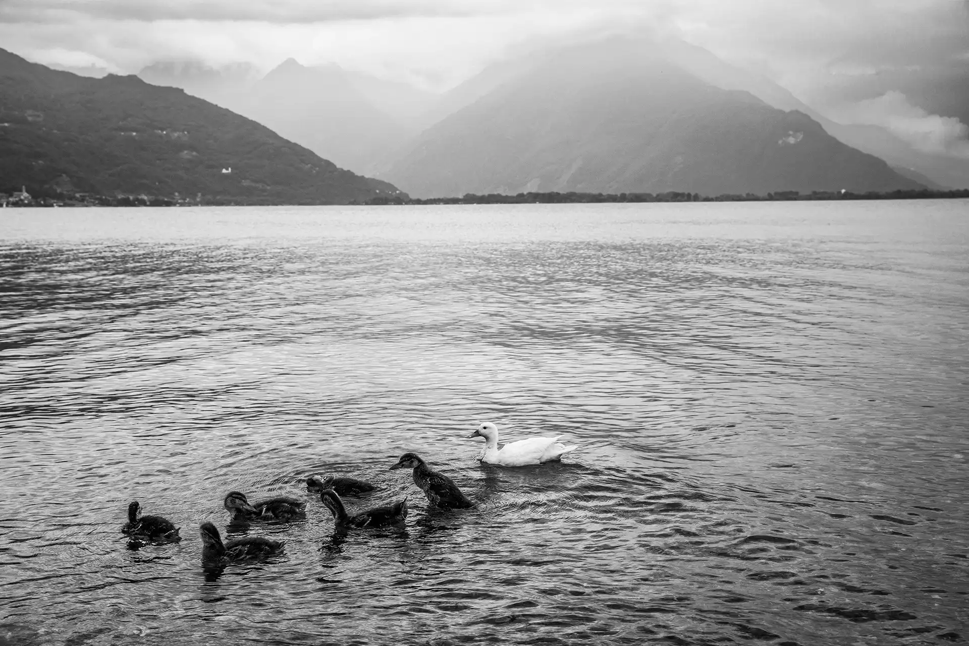 Gonçalo Cunha de Sá