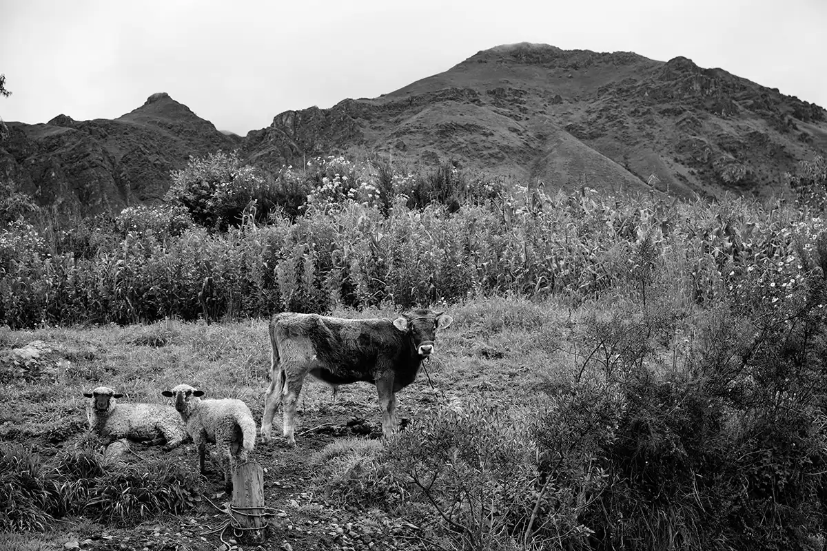 Gonçalo Cunha de Sá