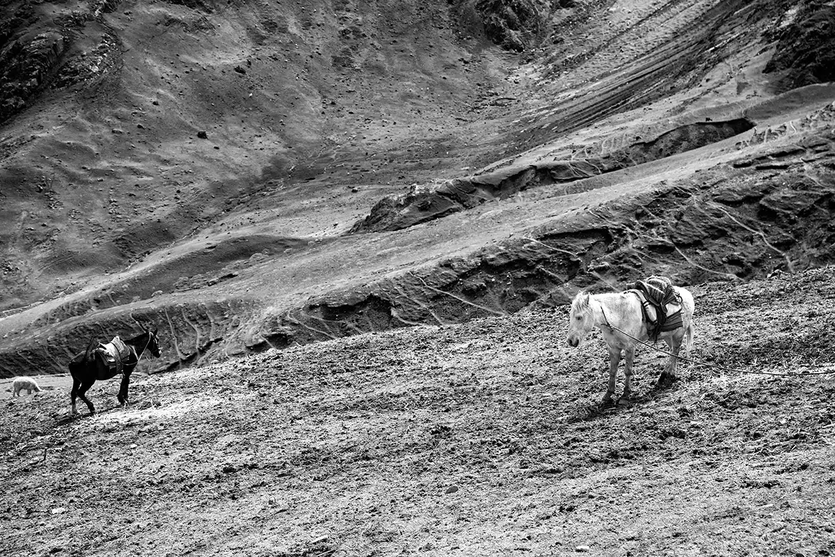 Gonçalo Cunha de Sá