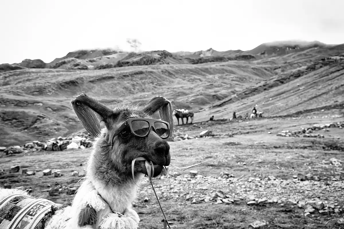 Gonçalo Cunha de Sá