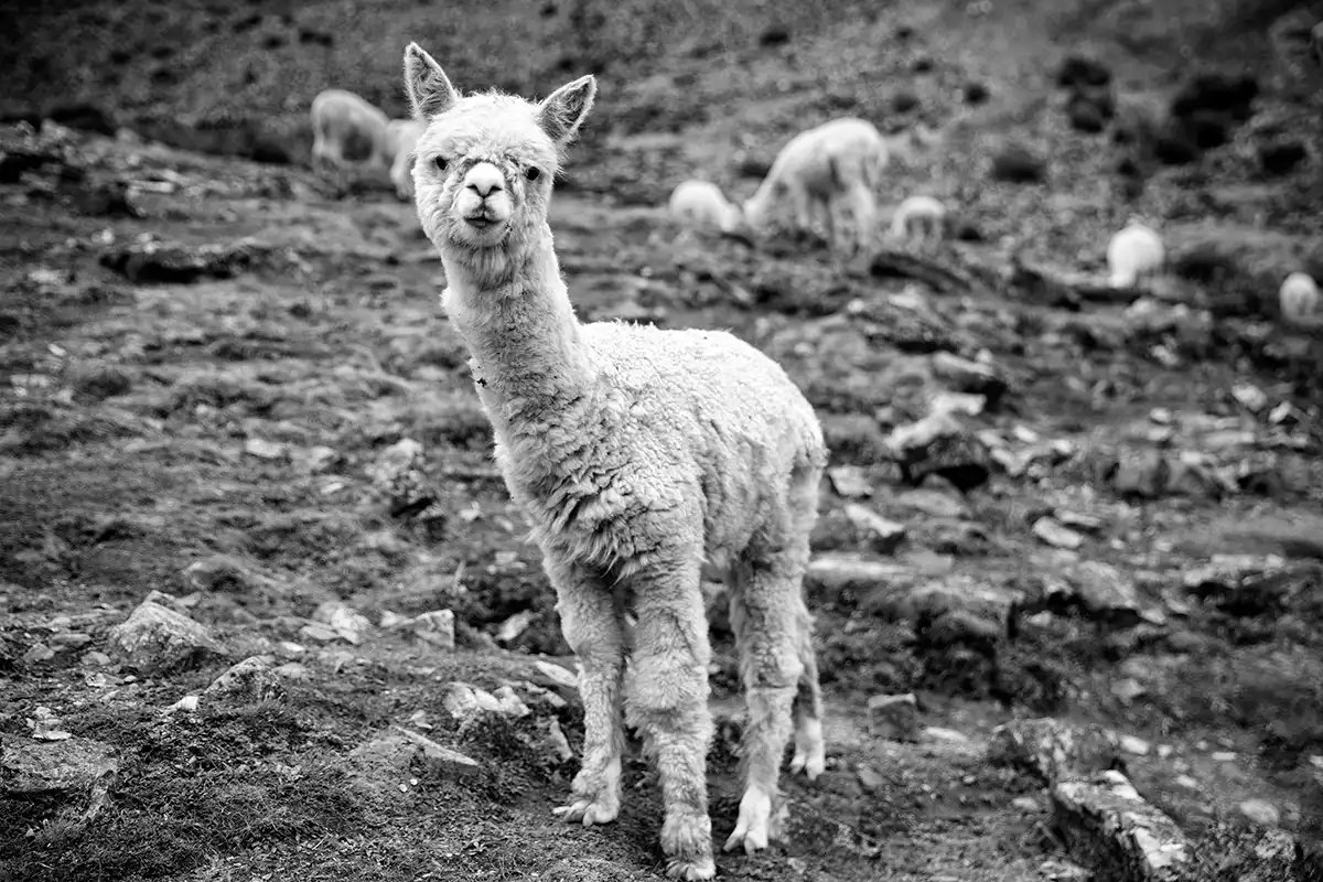 Gonçalo Cunha de Sá