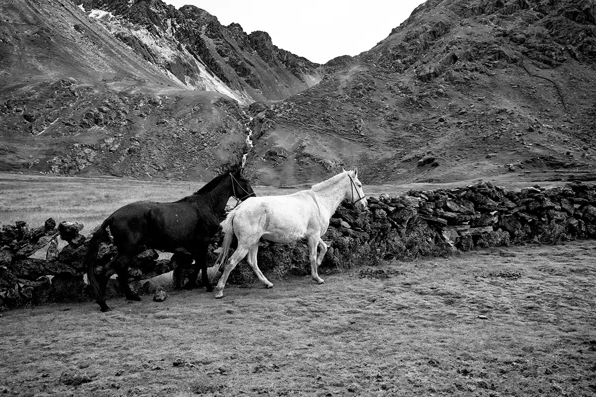 Gonçalo Cunha de Sá