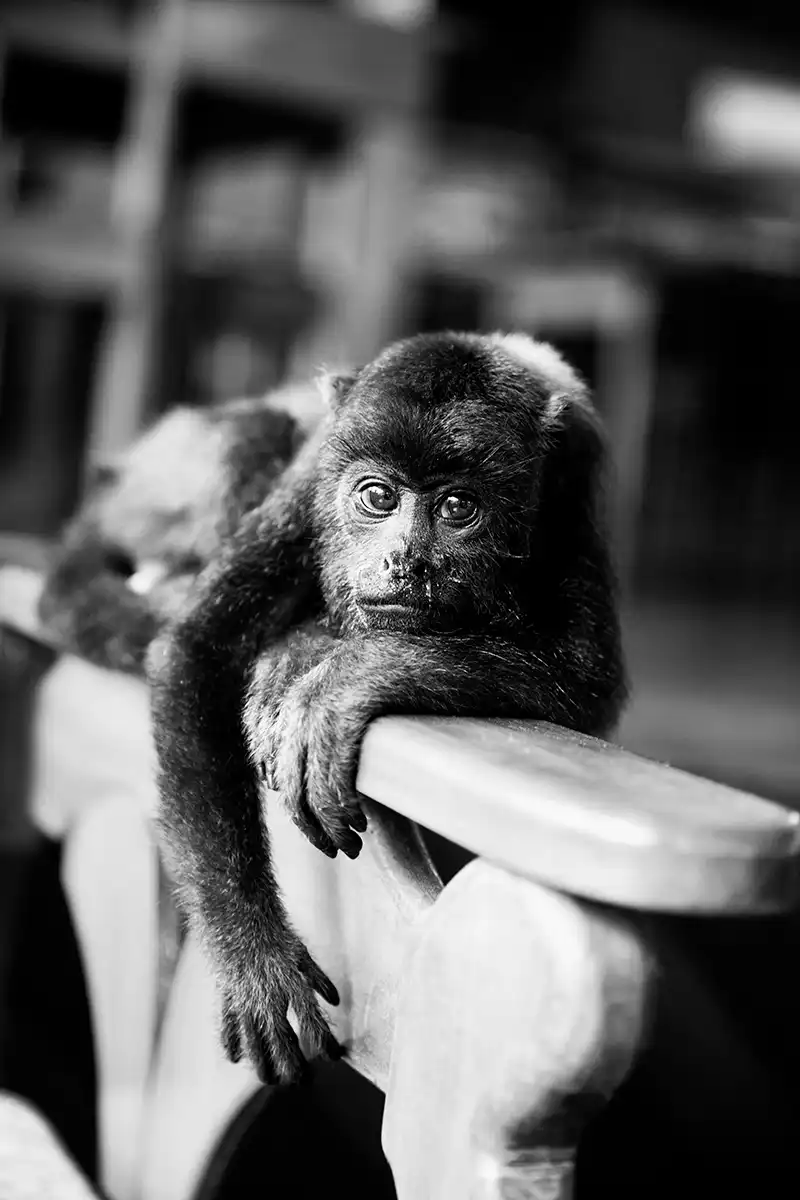 Gonçalo Cunha de Sá