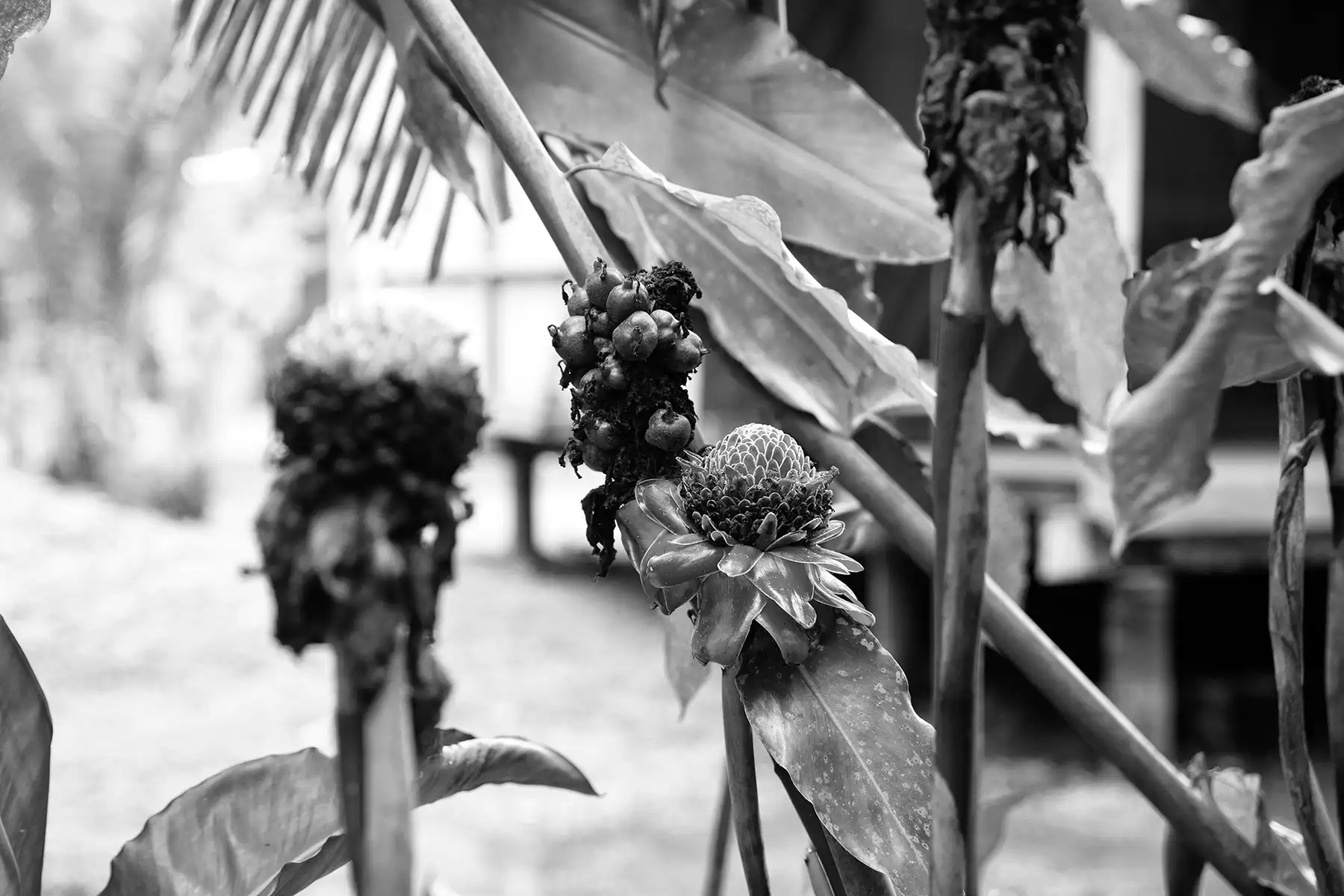 Gonçalo Cunha de Sá