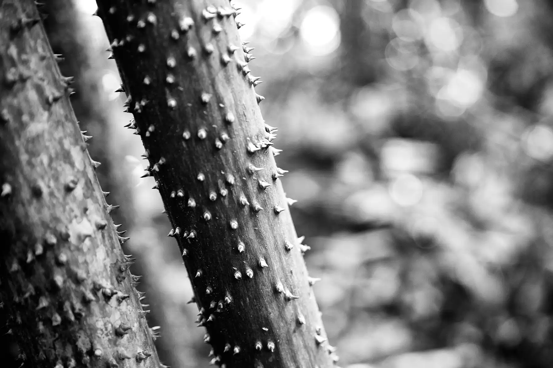 Gonçalo Cunha de Sá