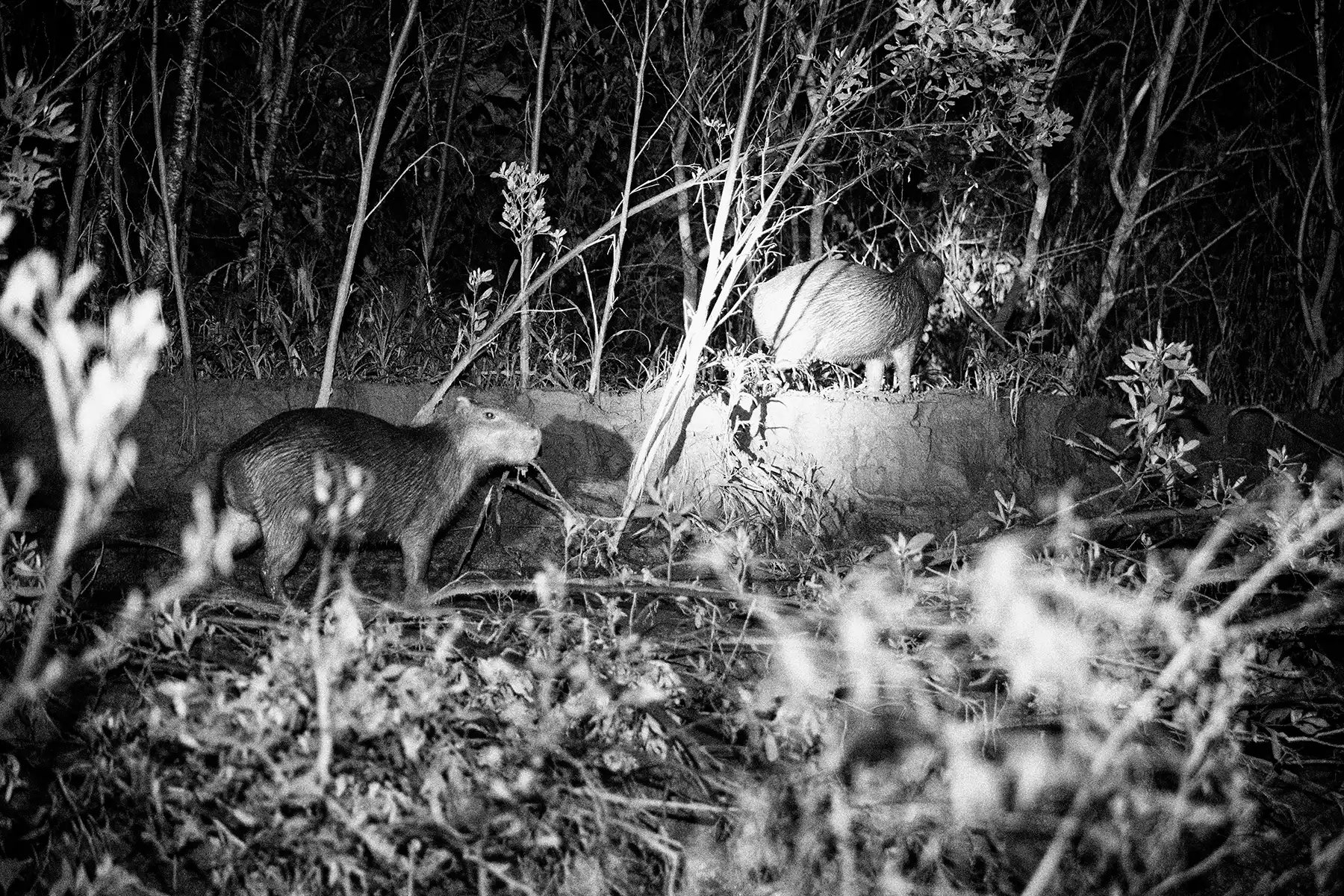 Gonçalo Cunha de Sá