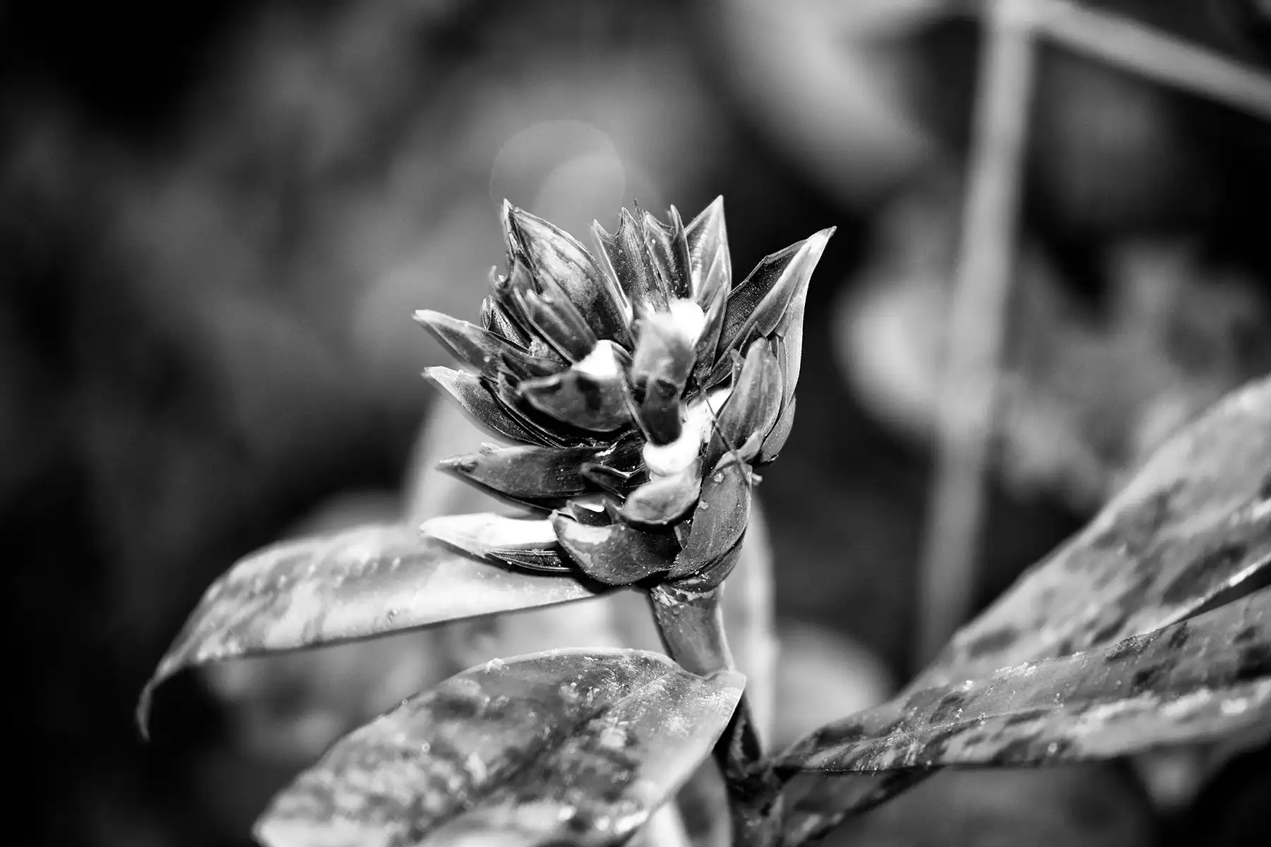 Gonçalo Cunha de Sá