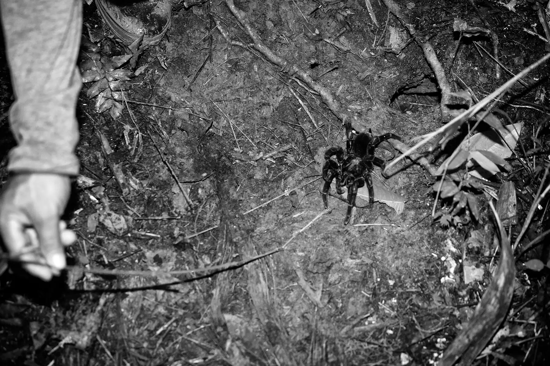 Gonçalo Cunha de Sá