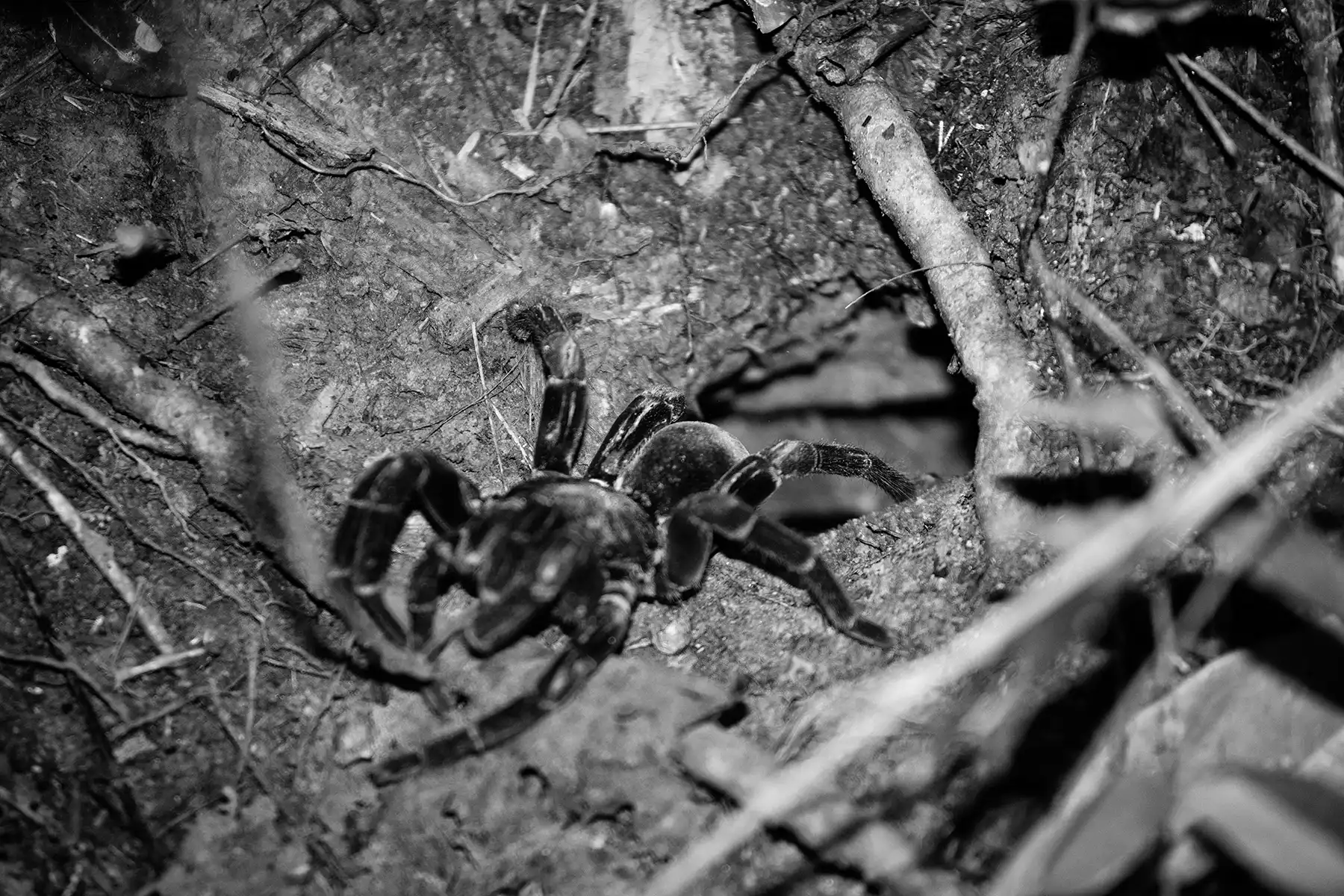 Gonçalo Cunha de Sá