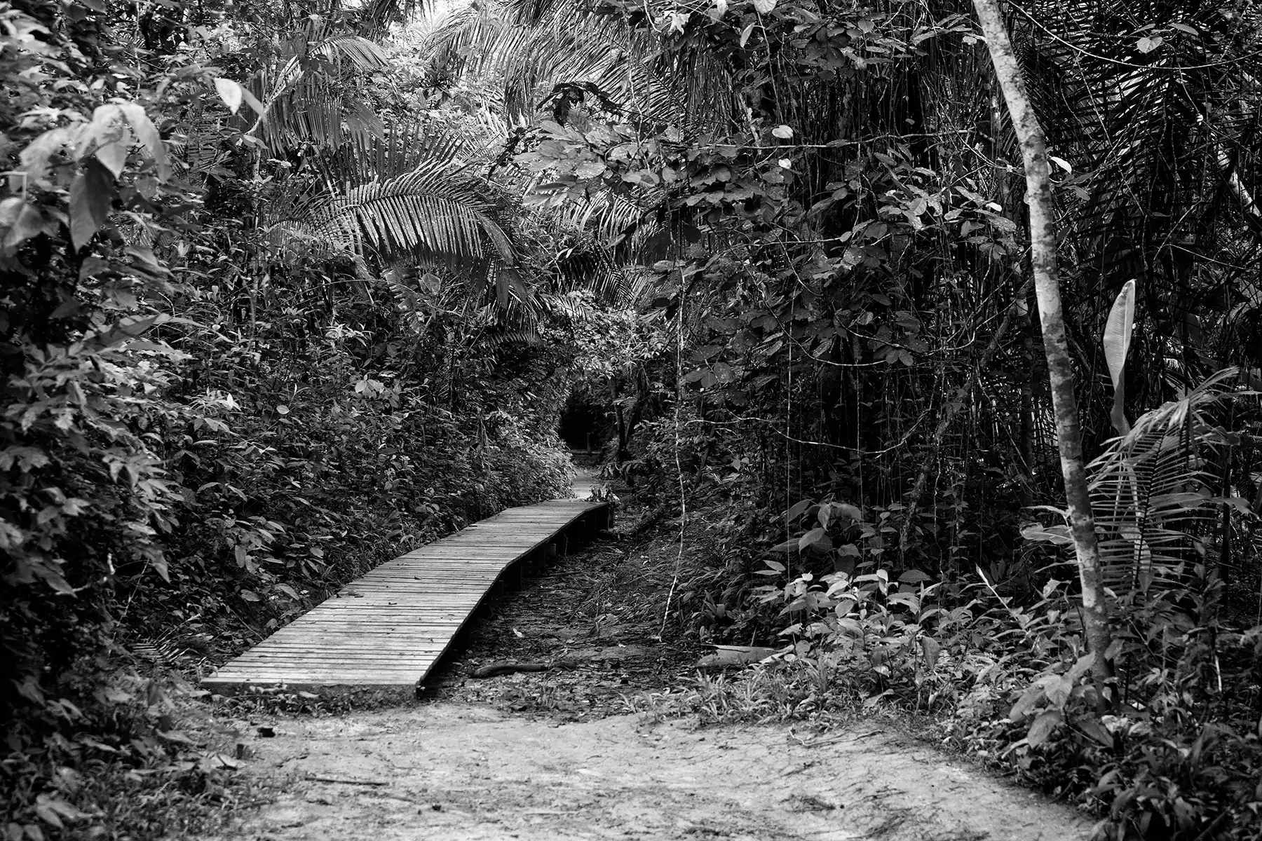 Gonçalo Cunha de Sá