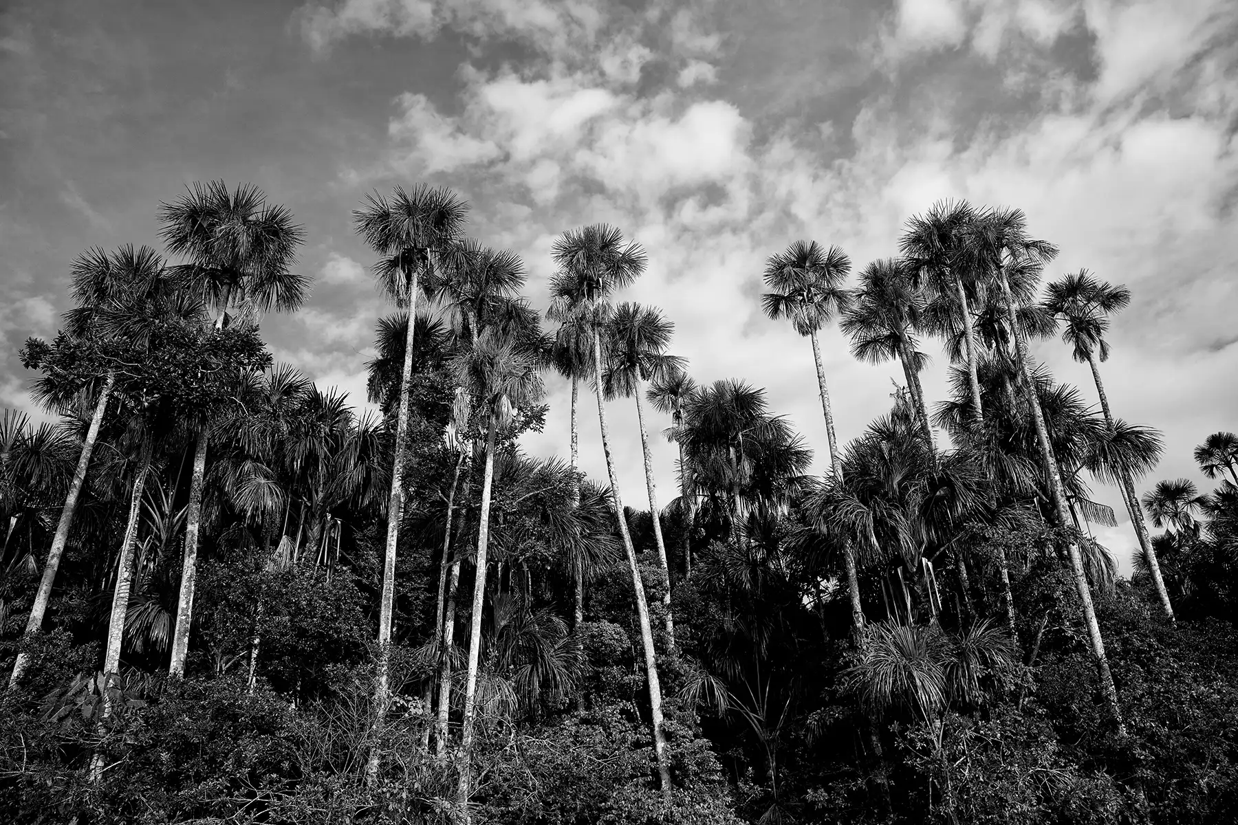 Gonçalo Cunha de Sá