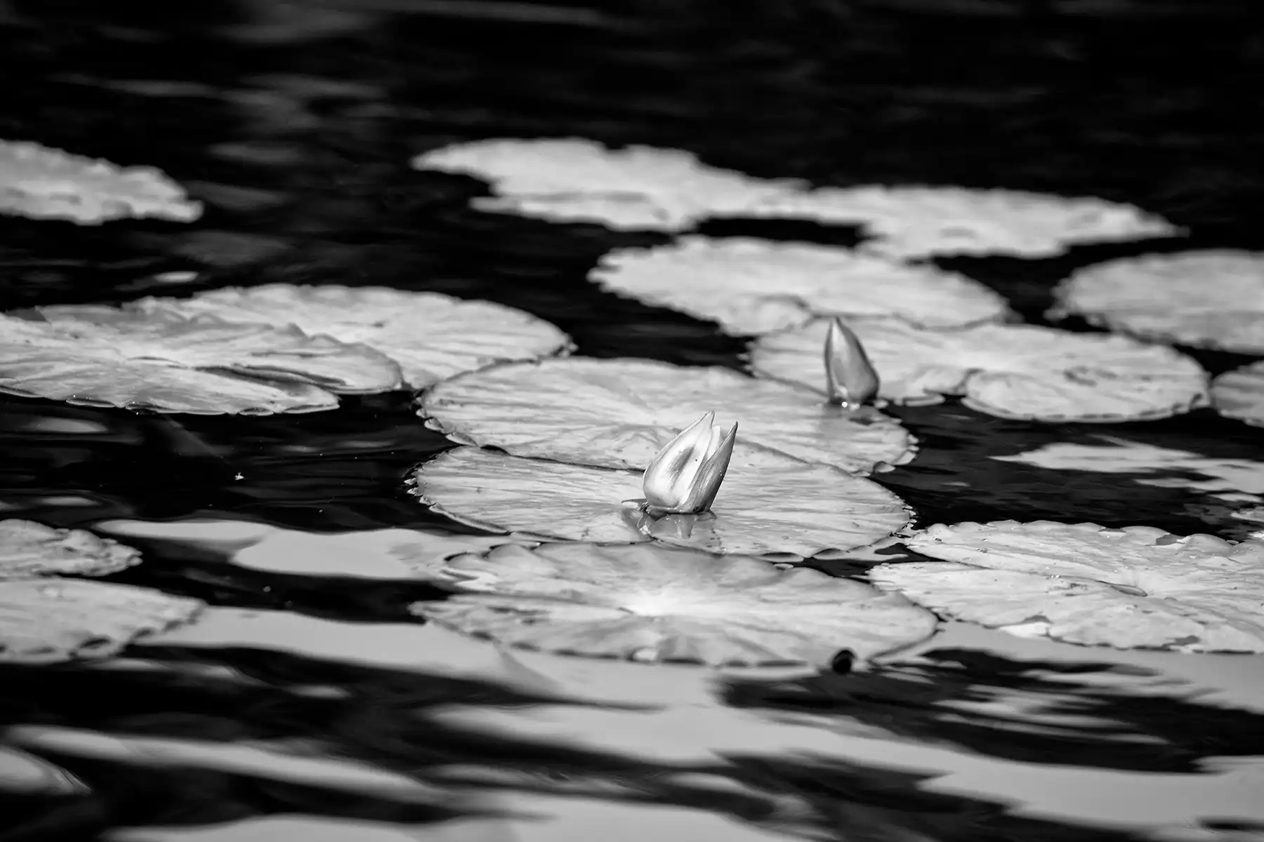 Gonçalo Cunha de Sá