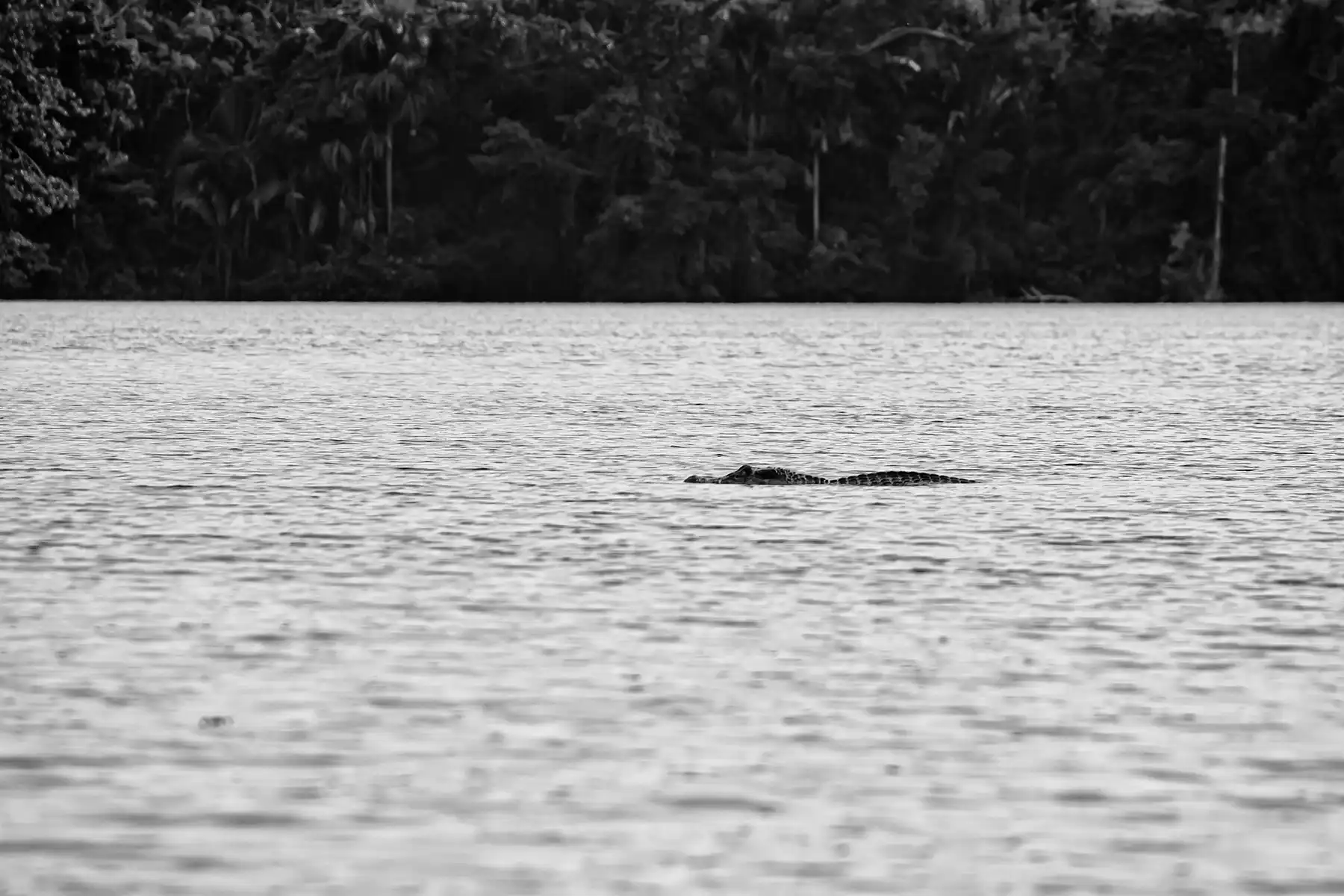 Gonçalo Cunha de Sá