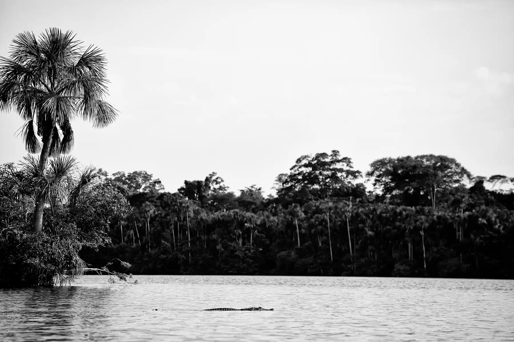 Gonçalo Cunha de Sá