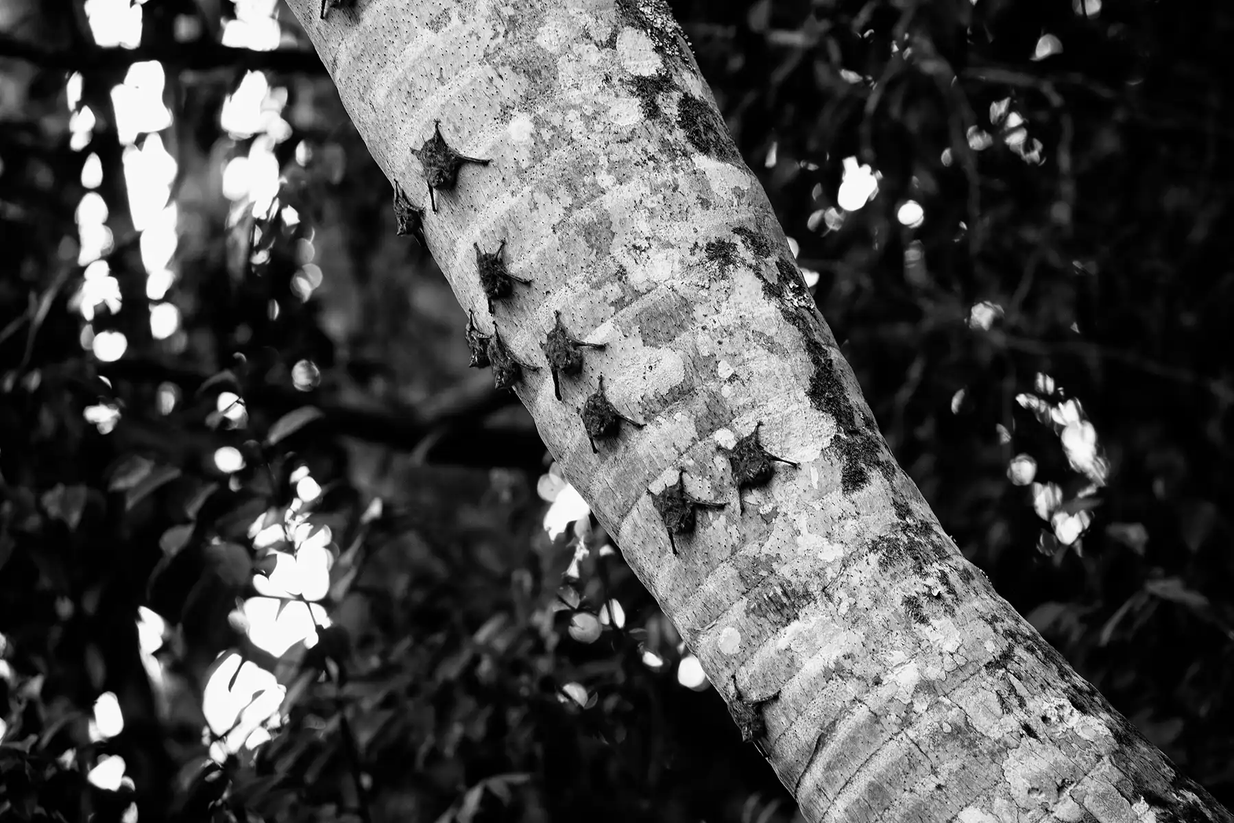 Gonçalo Cunha de Sá