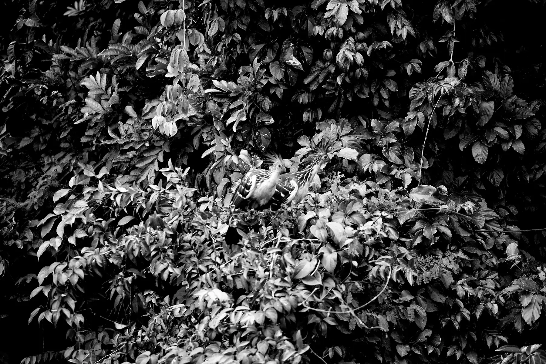 Gonçalo Cunha de Sá