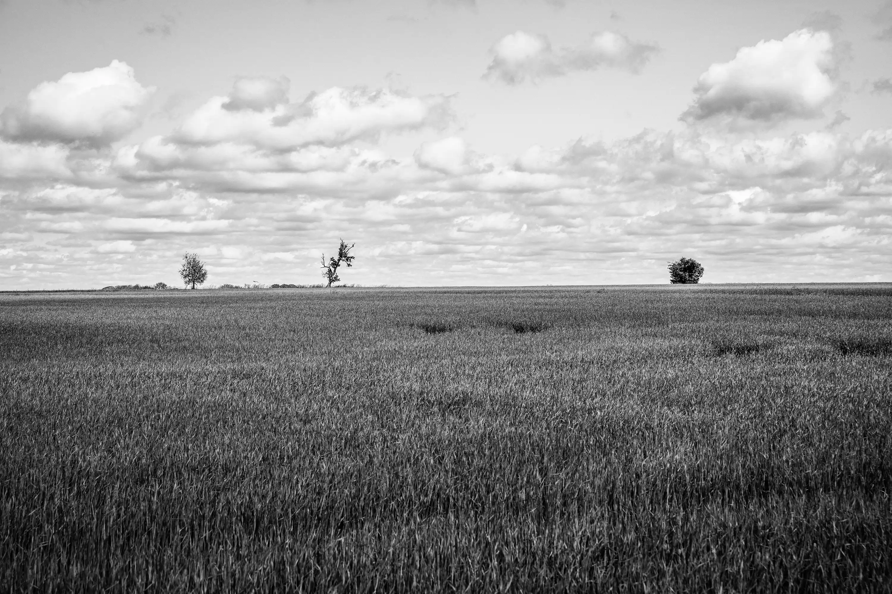 Gonçalo Cunha de Sá