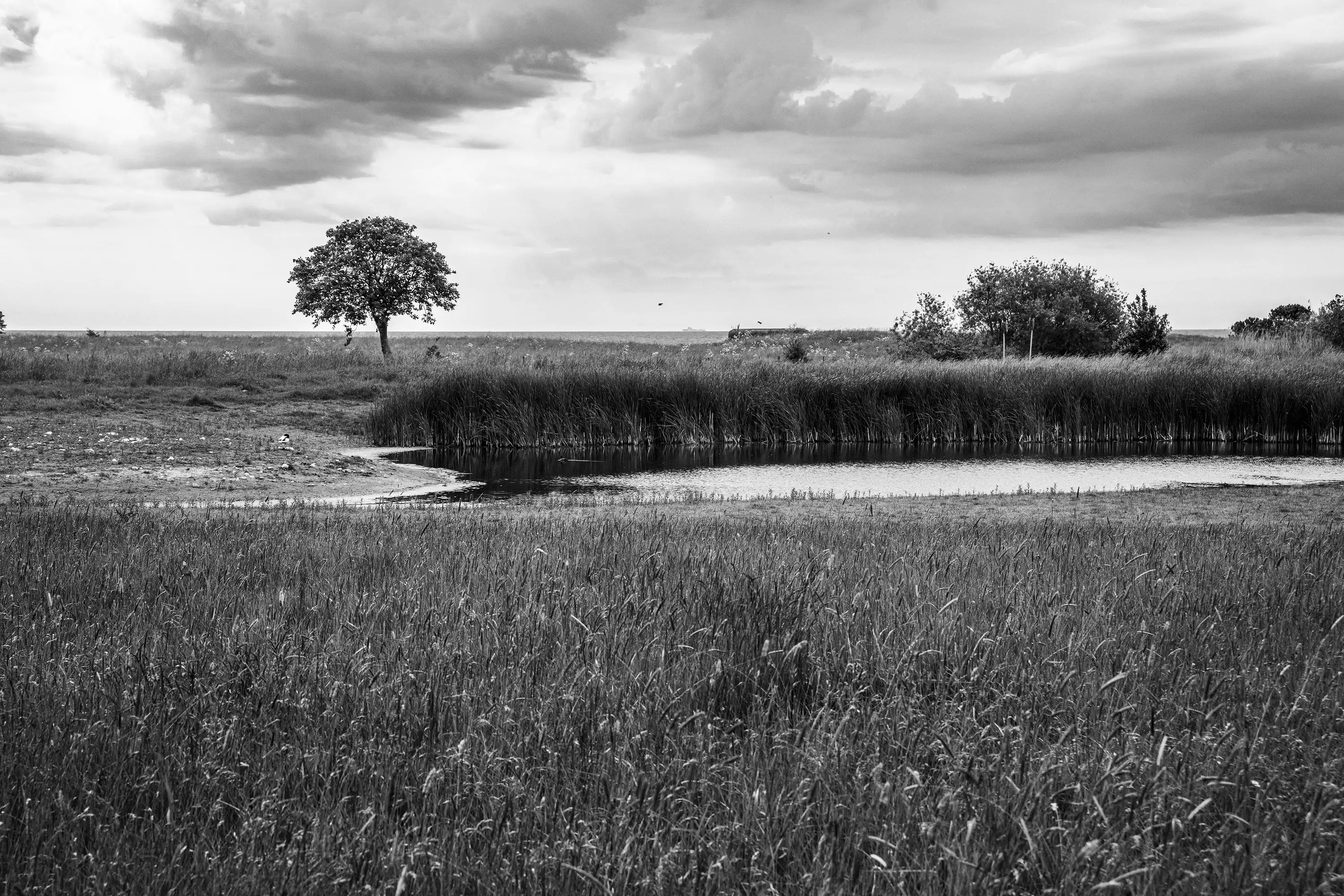 Gonçalo Cunha de Sá