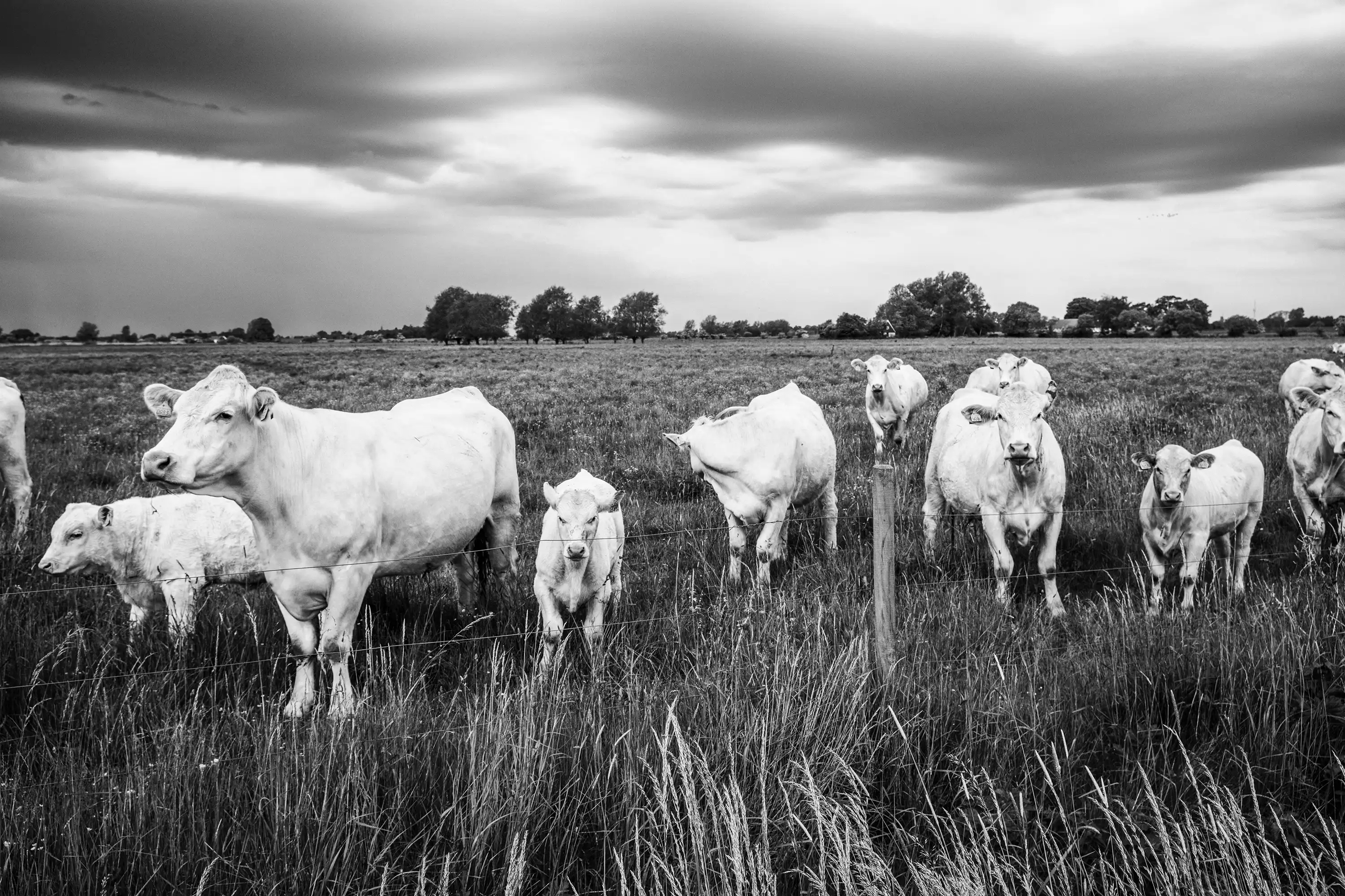 Gonçalo Cunha de Sá