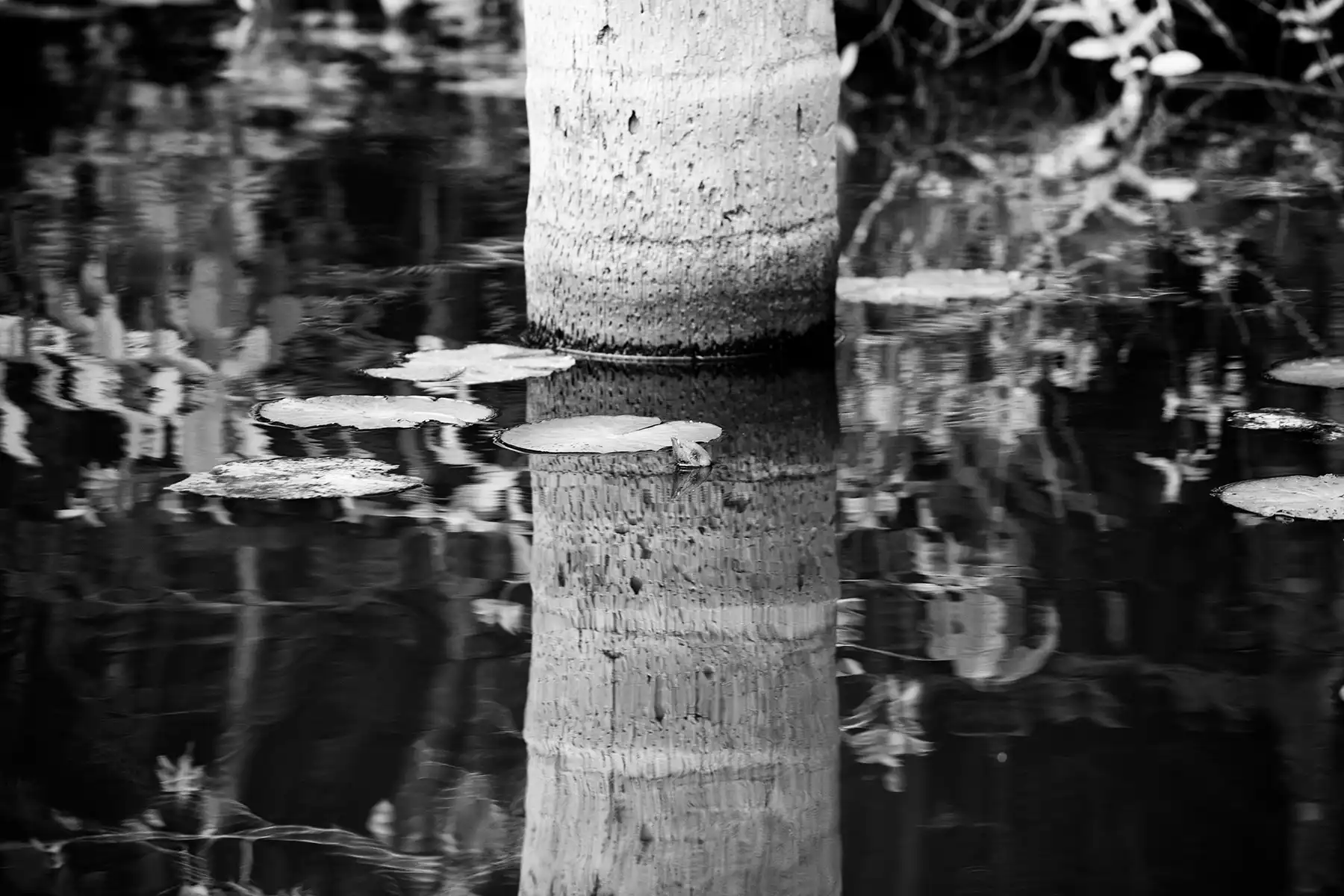 Gonçalo Cunha de Sá