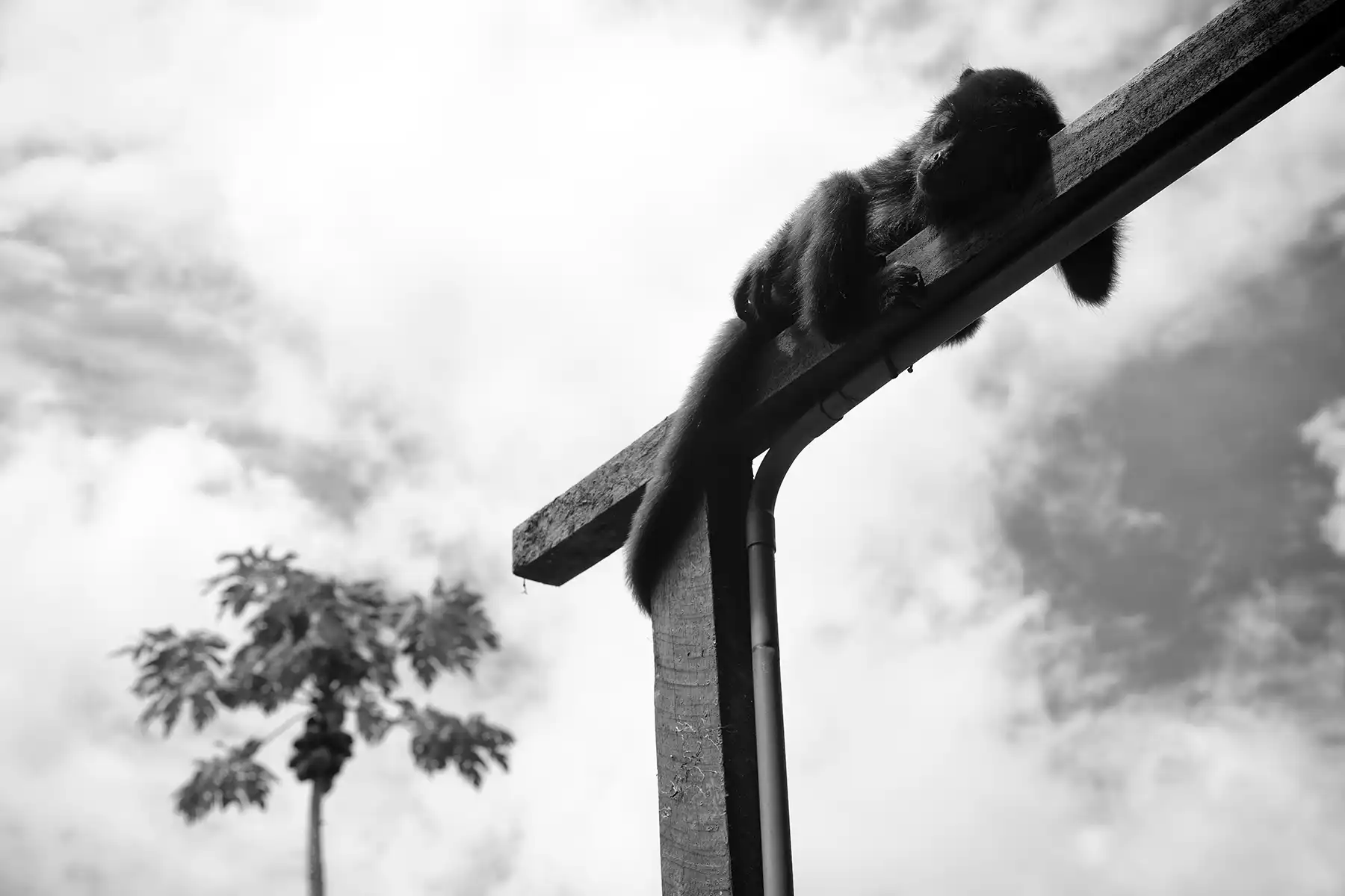 Gonçalo Cunha de Sá