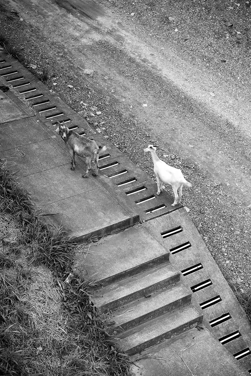 Gonçalo Cunha de Sá