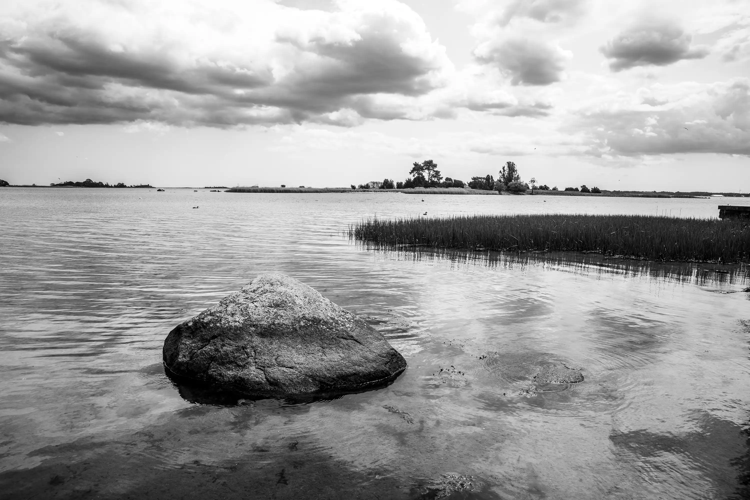 Gonçalo Cunha de Sá