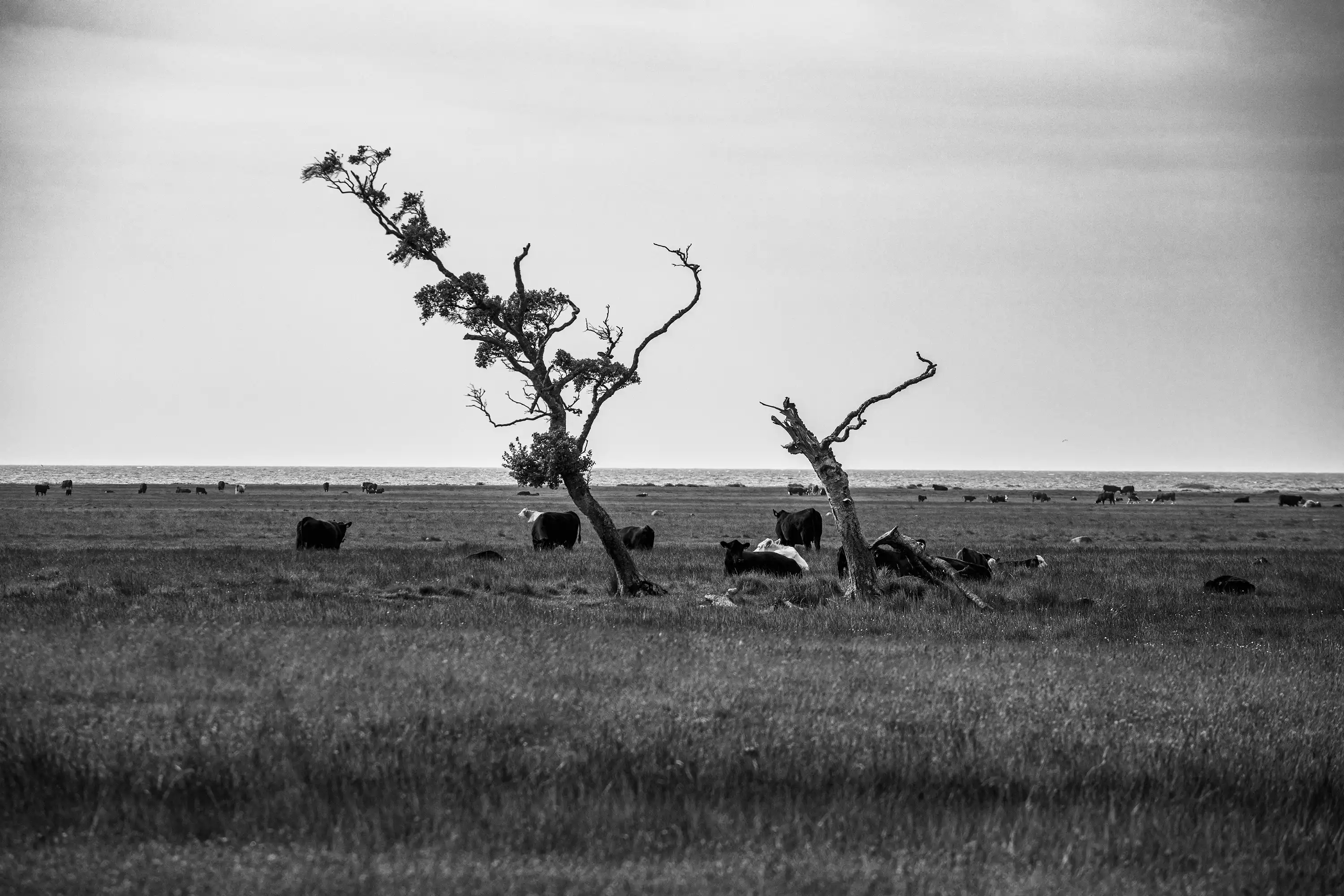Gonçalo Cunha de Sá