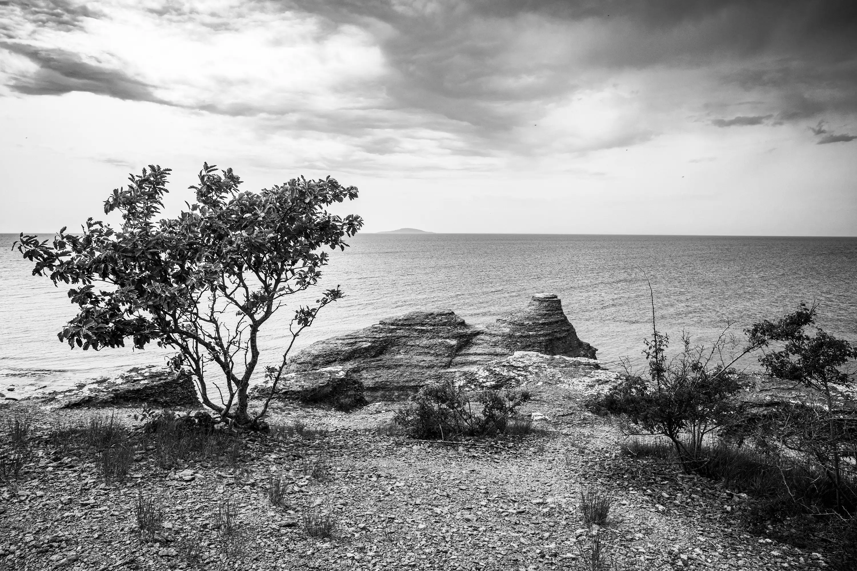 Gonçalo Cunha de Sá