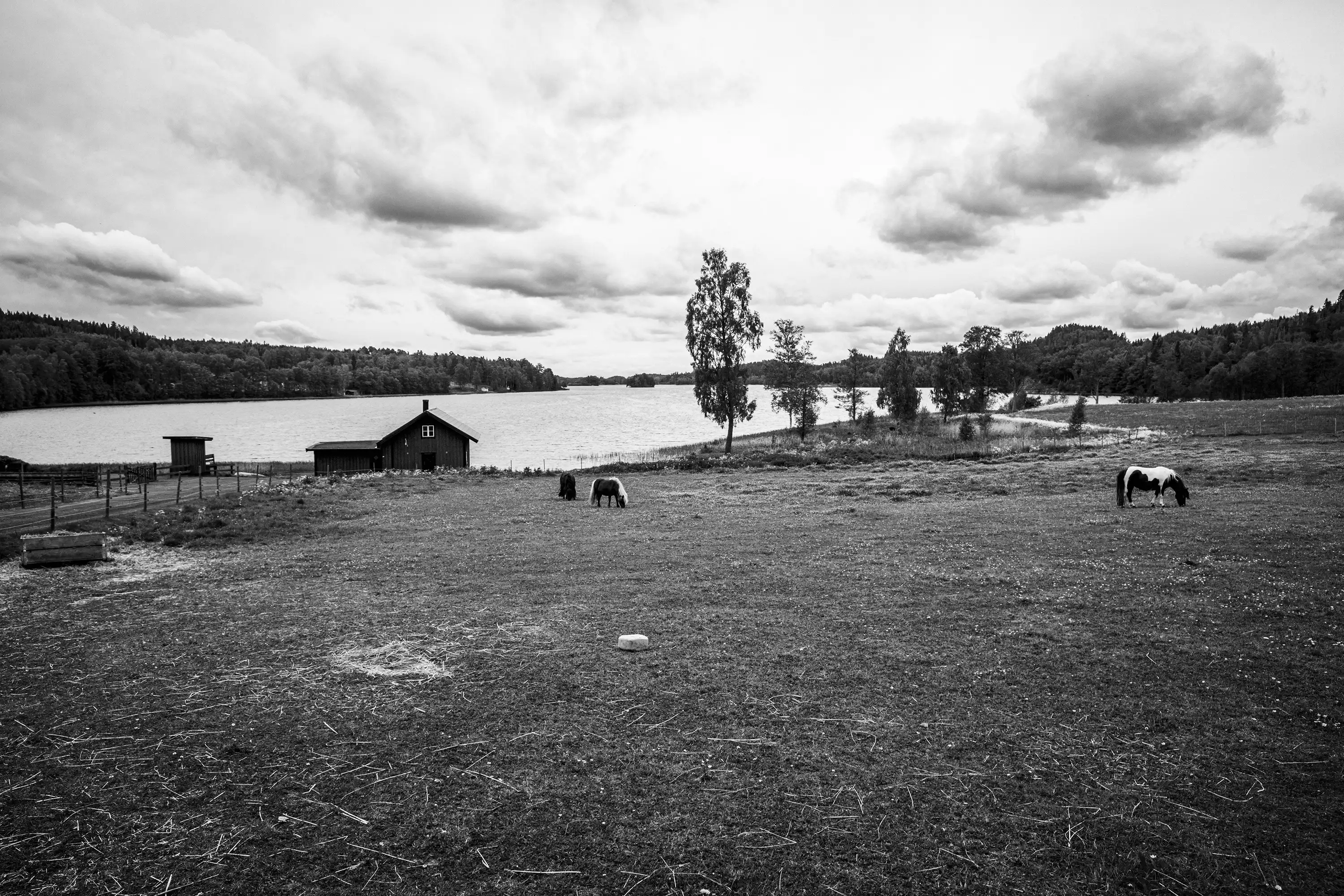 Gonçalo Cunha de Sá