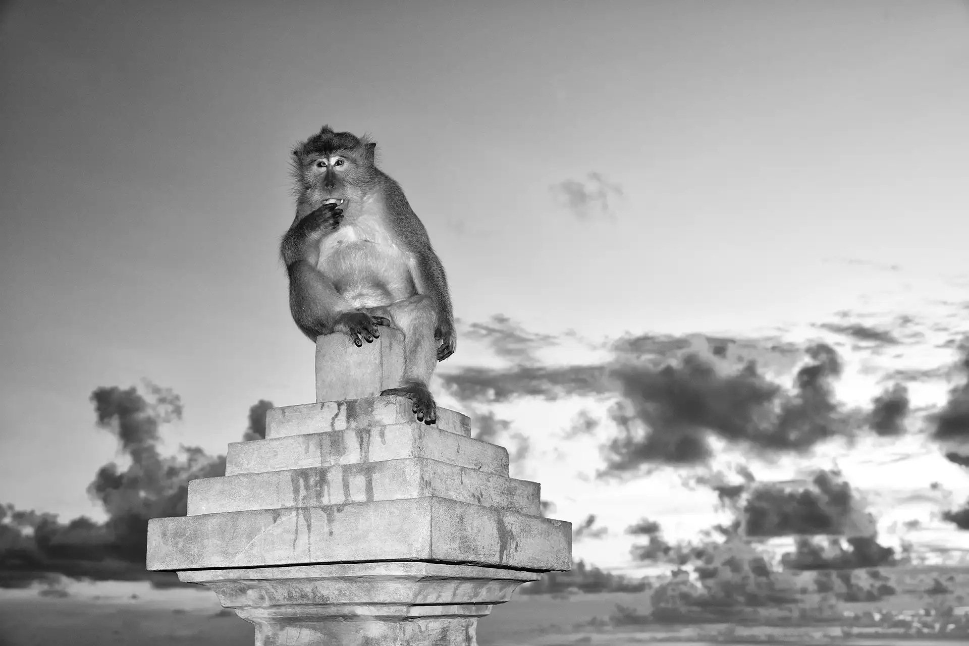 Gonçalo Cunha de Sá