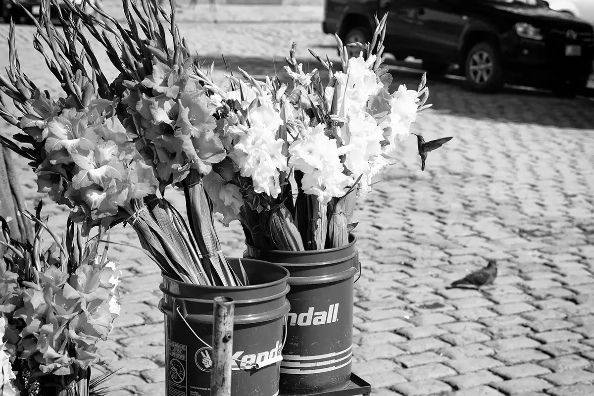 Gonçalo Cunha de Sá