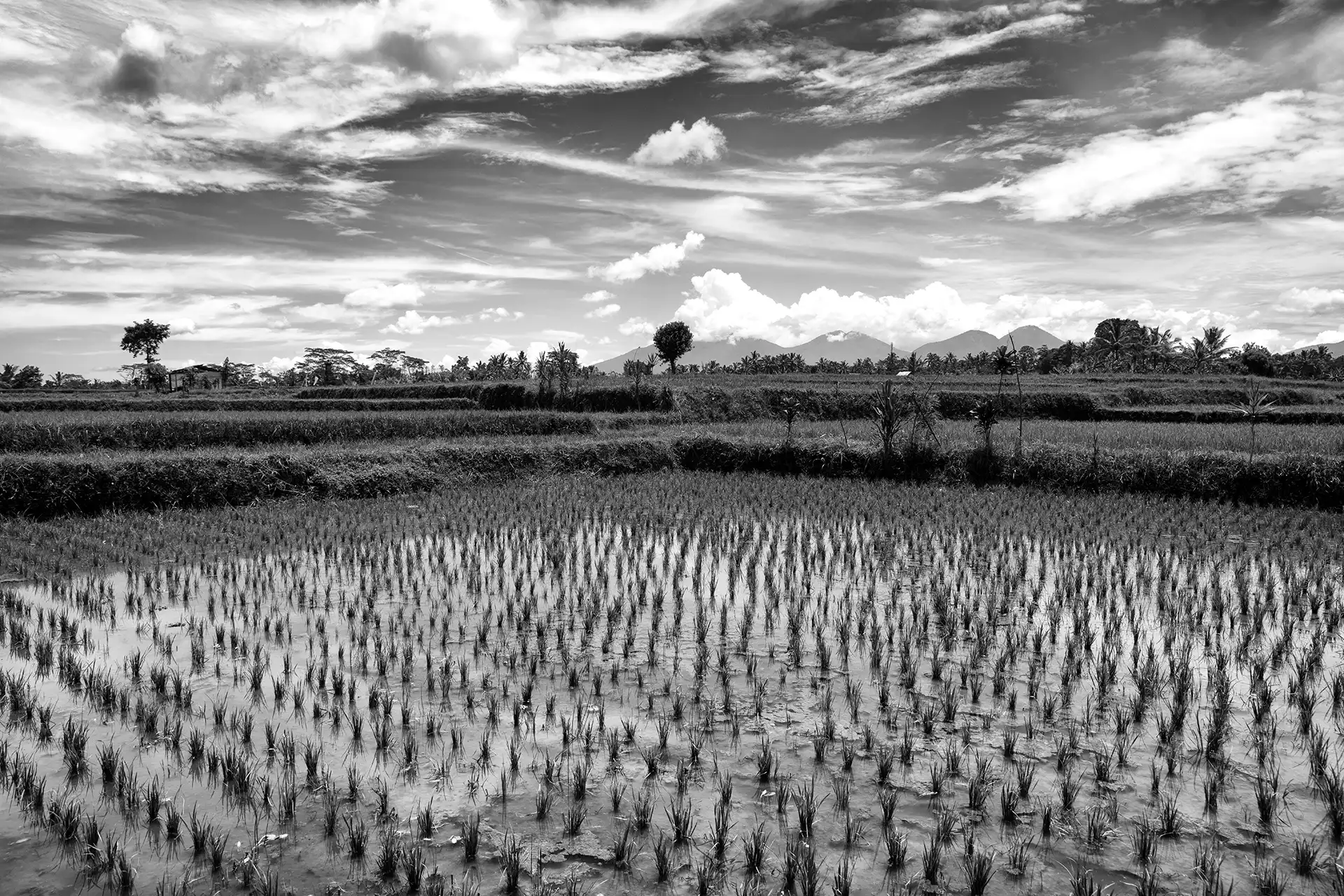 Gonçalo Cunha de Sá