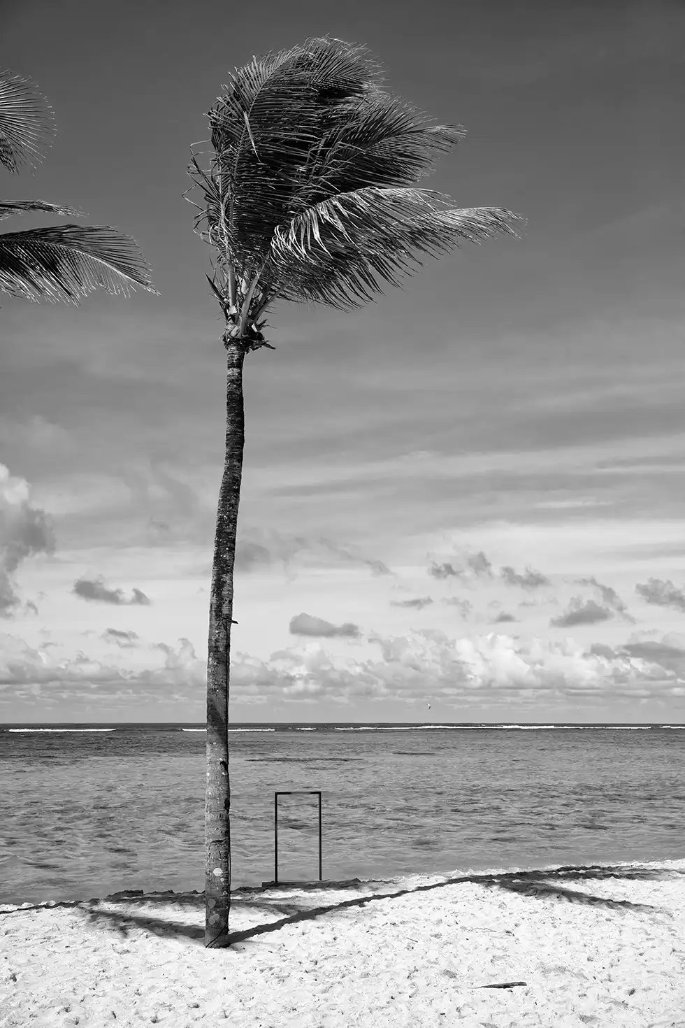 Gonçalo Cunha de Sá