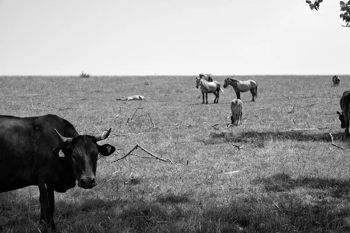 Gonçalo Cunha de Sá