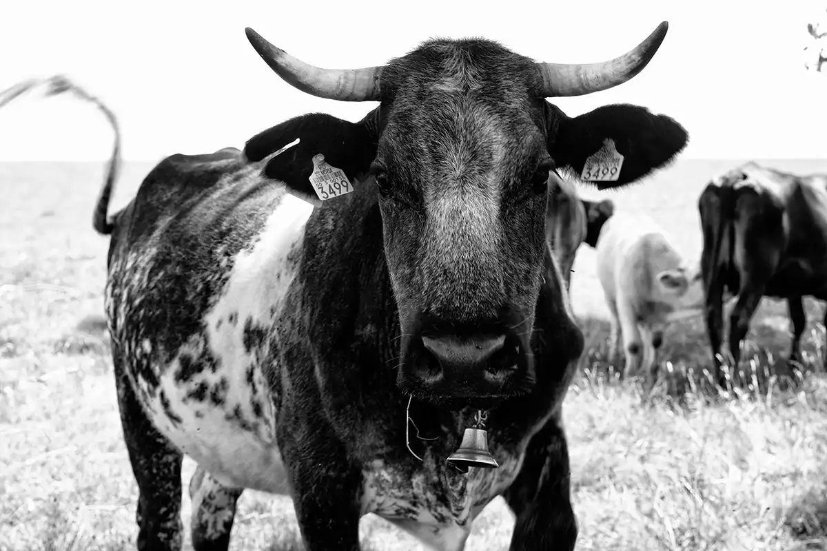 Gonçalo Cunha de Sá