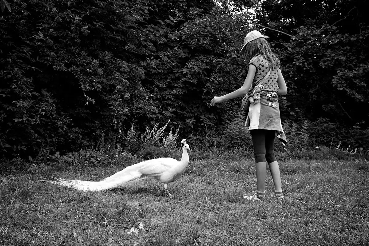 Gonçalo Cunha de Sá