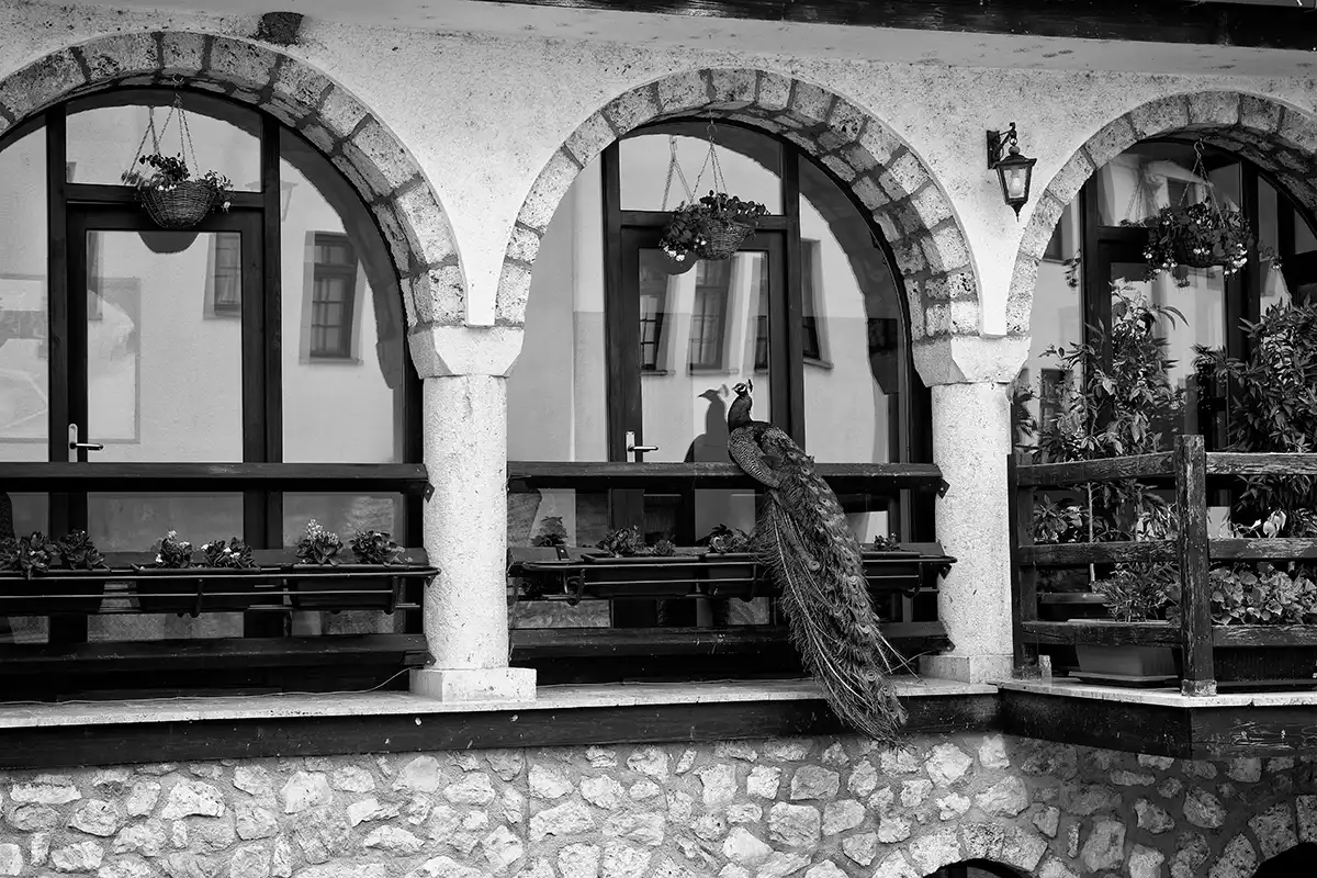 Gonçalo Cunha de Sá