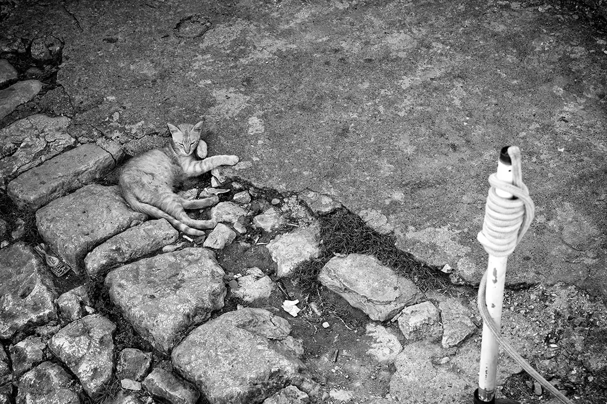 Gonçalo Cunha de Sá