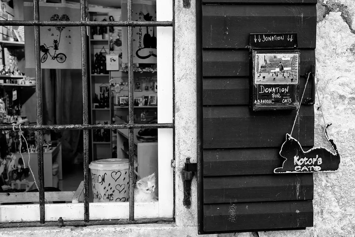 Gonçalo Cunha de Sá