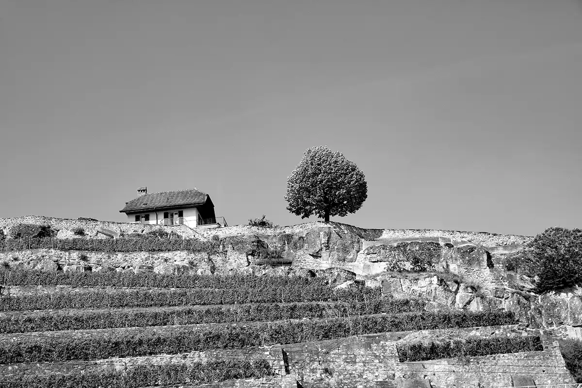 Gonçalo Cunha de Sá