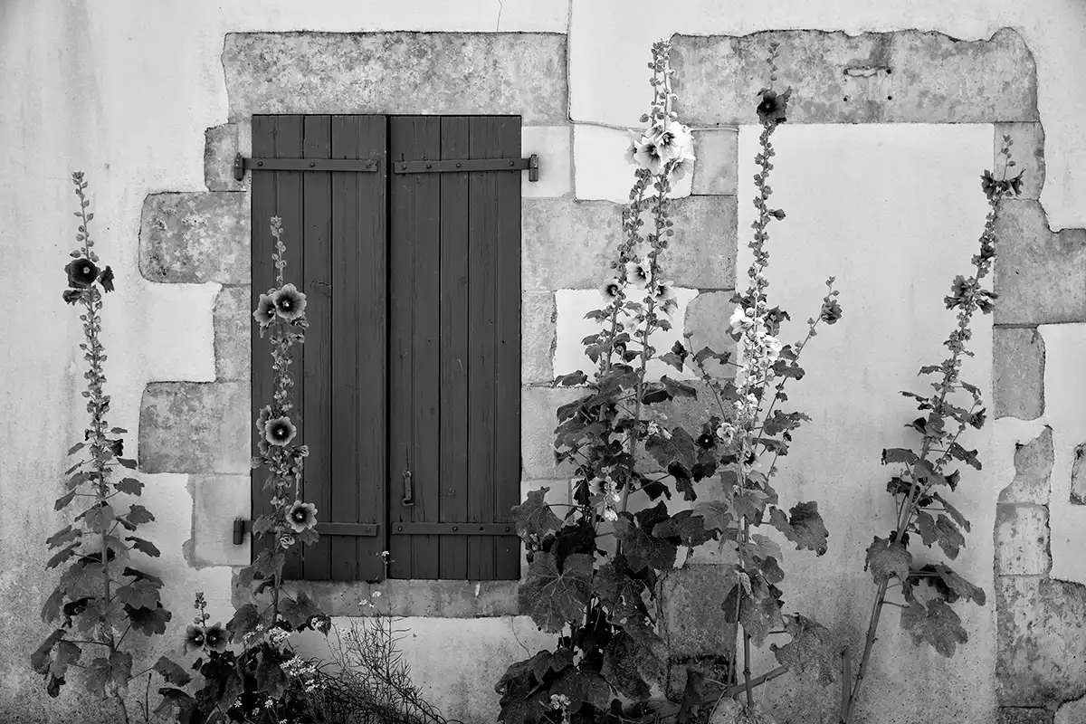 Gonçalo Cunha de Sá