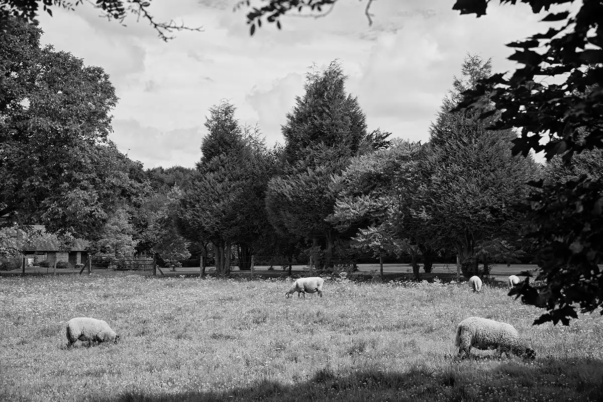 Gonçalo Cunha de Sá