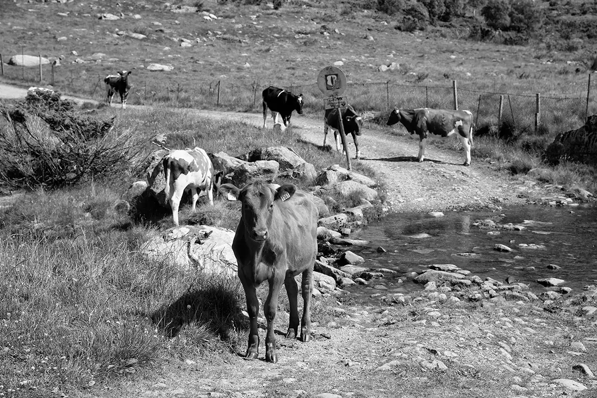 Gonçalo Cunha de Sá