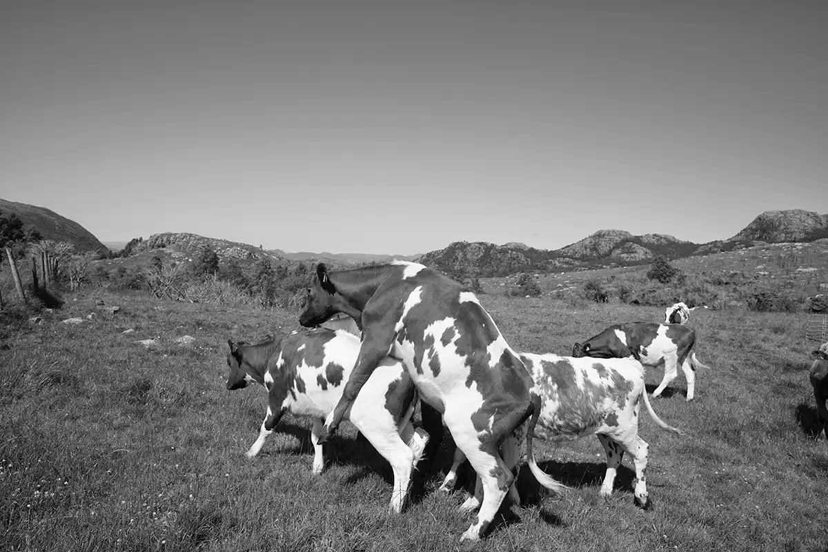 Gonçalo Cunha de Sá