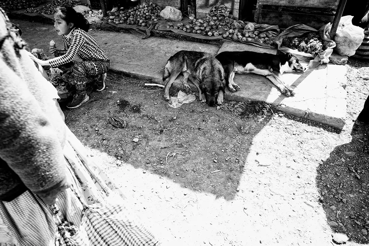 Gonçalo Cunha de Sá