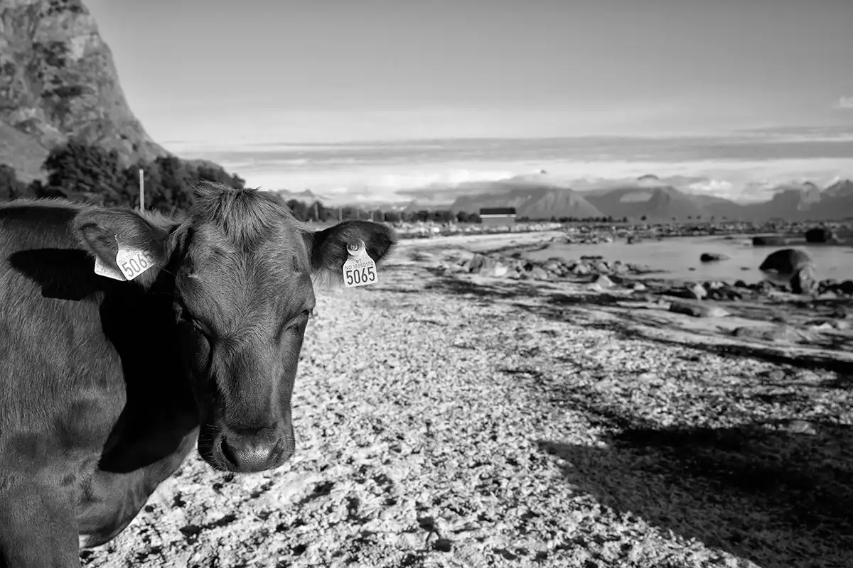 Gonçalo Cunha de Sá