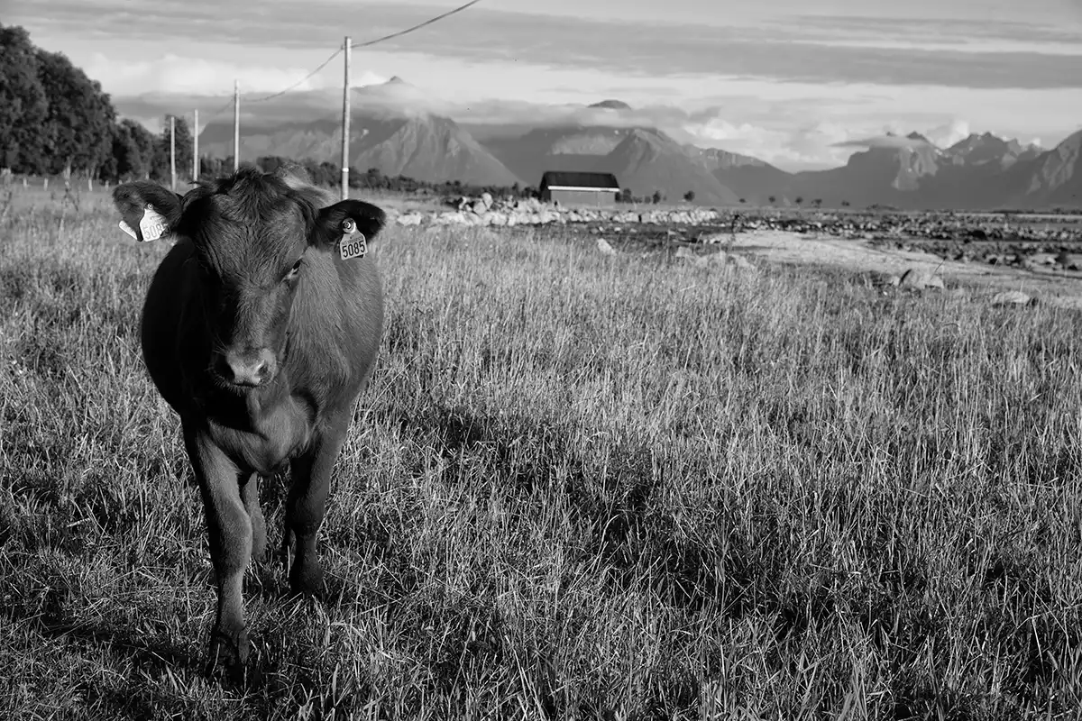 Gonçalo Cunha de Sá