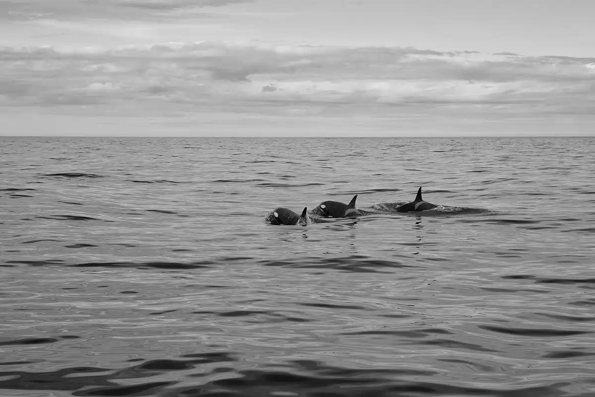 Gonçalo Cunha de Sá