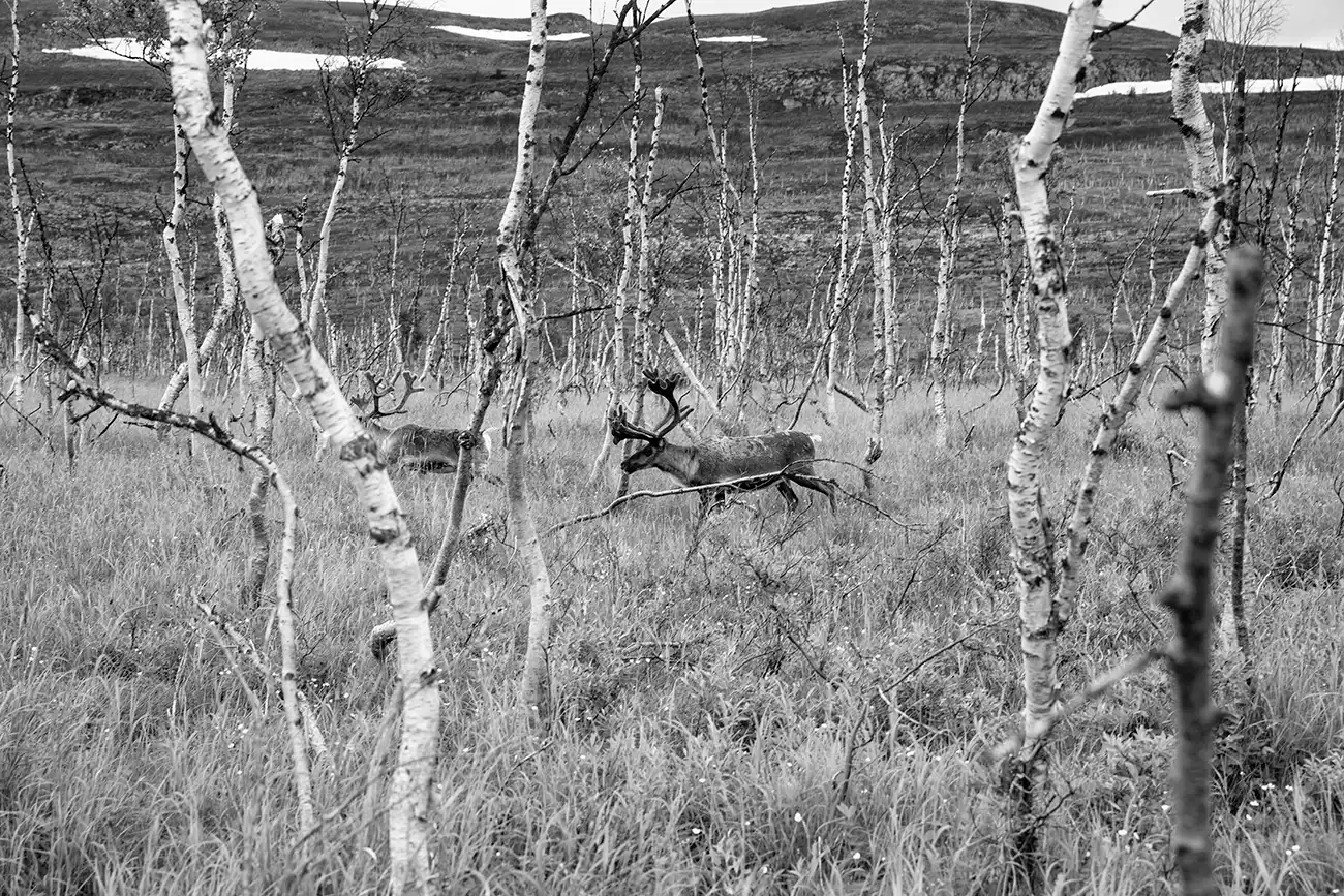 Gonçalo Cunha de Sá